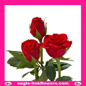 Red Calypso - Supermarket Range Roses - Intermediate Roses