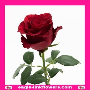 Rhodos - Premium Roses