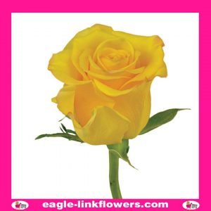 Sonrisa - T-Hybrid Roses