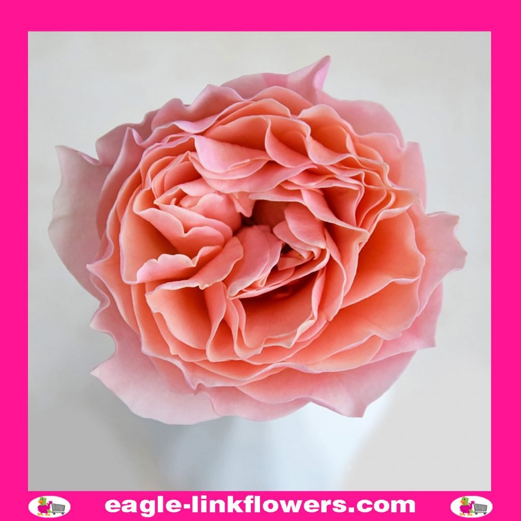 Wabara Garden Roses (Japanesse Varieties) - Eagle-Link Flowers