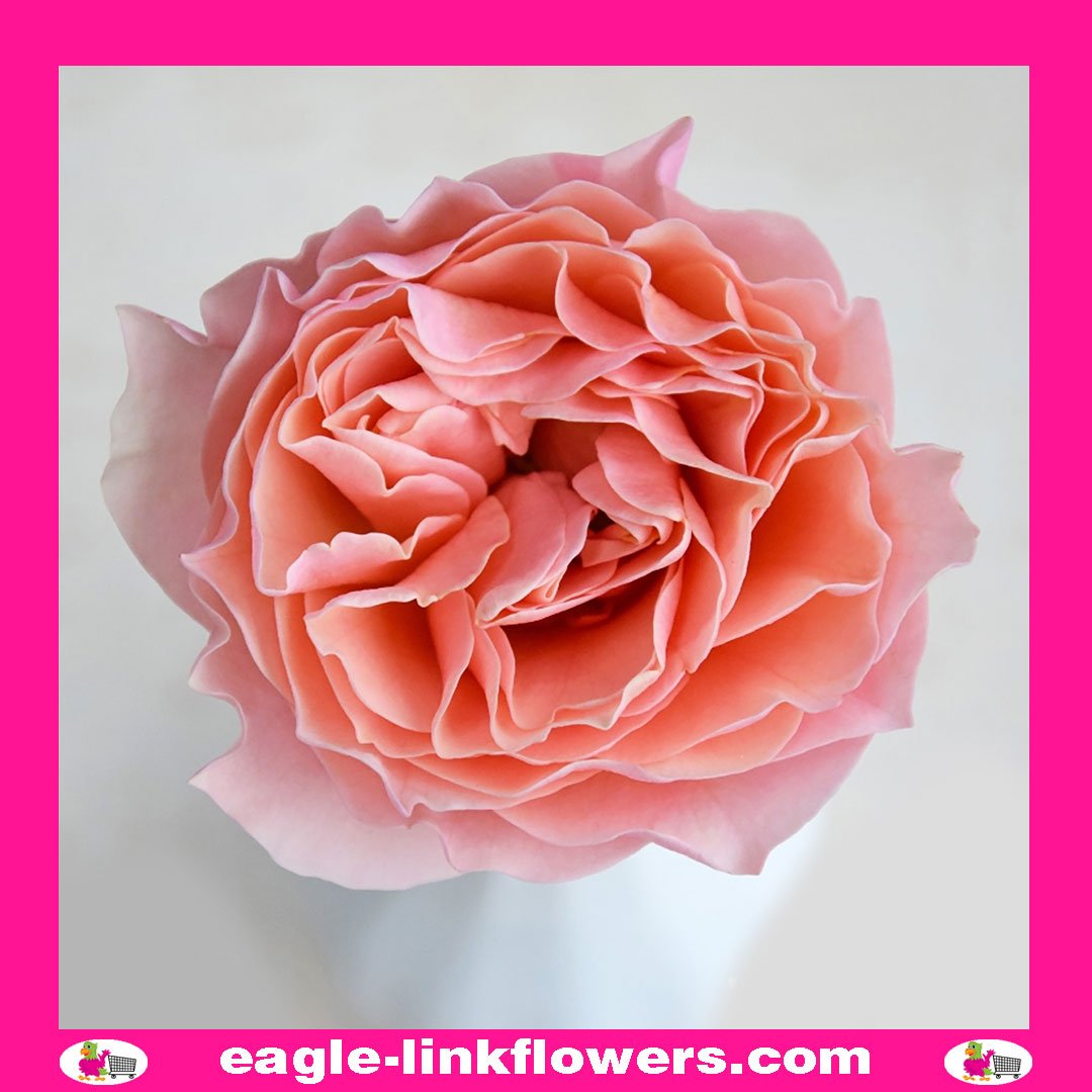 Wabara Nagisa Garden Rose - Eagle-Link Flowers