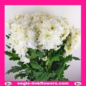 White Spray Chrysanthemum (Pompoms)