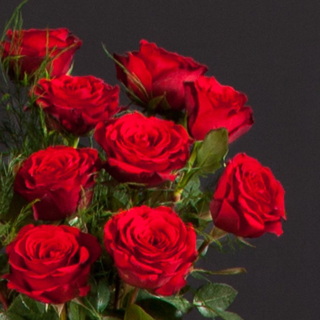 types of red roses