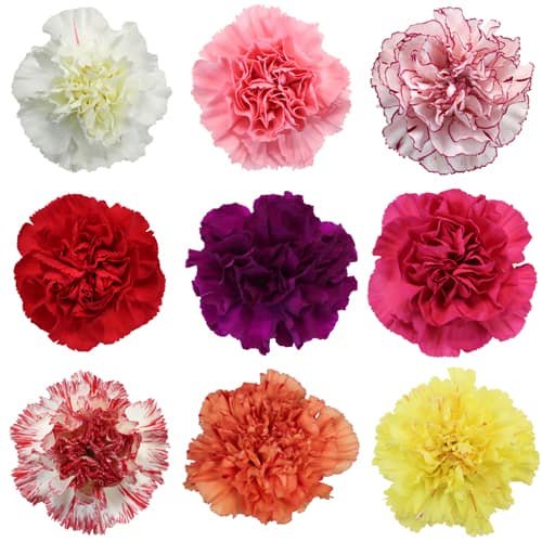 Mixed Color Novelty Carnation Flowers | DIY Wedding Flowers | FiftyFlowers