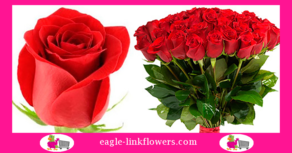 23 Valentine's Day Red Roses Varieties to pre order - 2023 - Eagle-Link Flowers