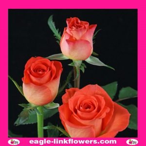 Wannahave - Supermarket Range Roses - Intermediate Roses