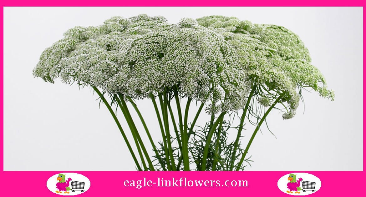 How to Grow: Ammi (False Queen Anne's Lace) — Three Acre Farm