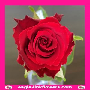 Joanna Red Rose - Supermarket Range Roses - Intermediate Roses