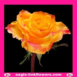 Easy Fashion - Premium Roses