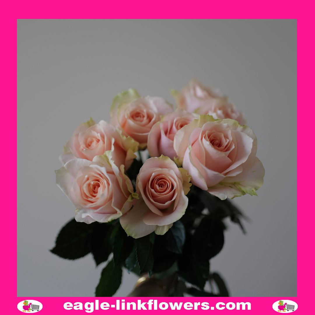 Light Pink Starblush Spray Rose