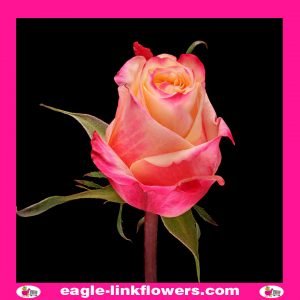 Rigoletto - Premium Roses