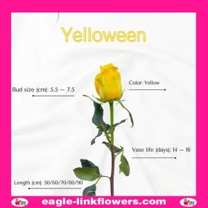 Yelloween - Premium Roses
