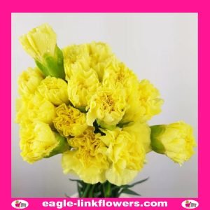 Yellow Standard Carnation
