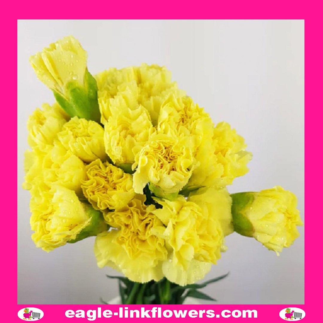 Yellow Standard Carnation - Eagle-Link Flowers