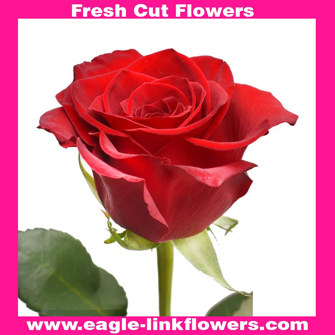 Premium Roses - Eagle-Link Flowers