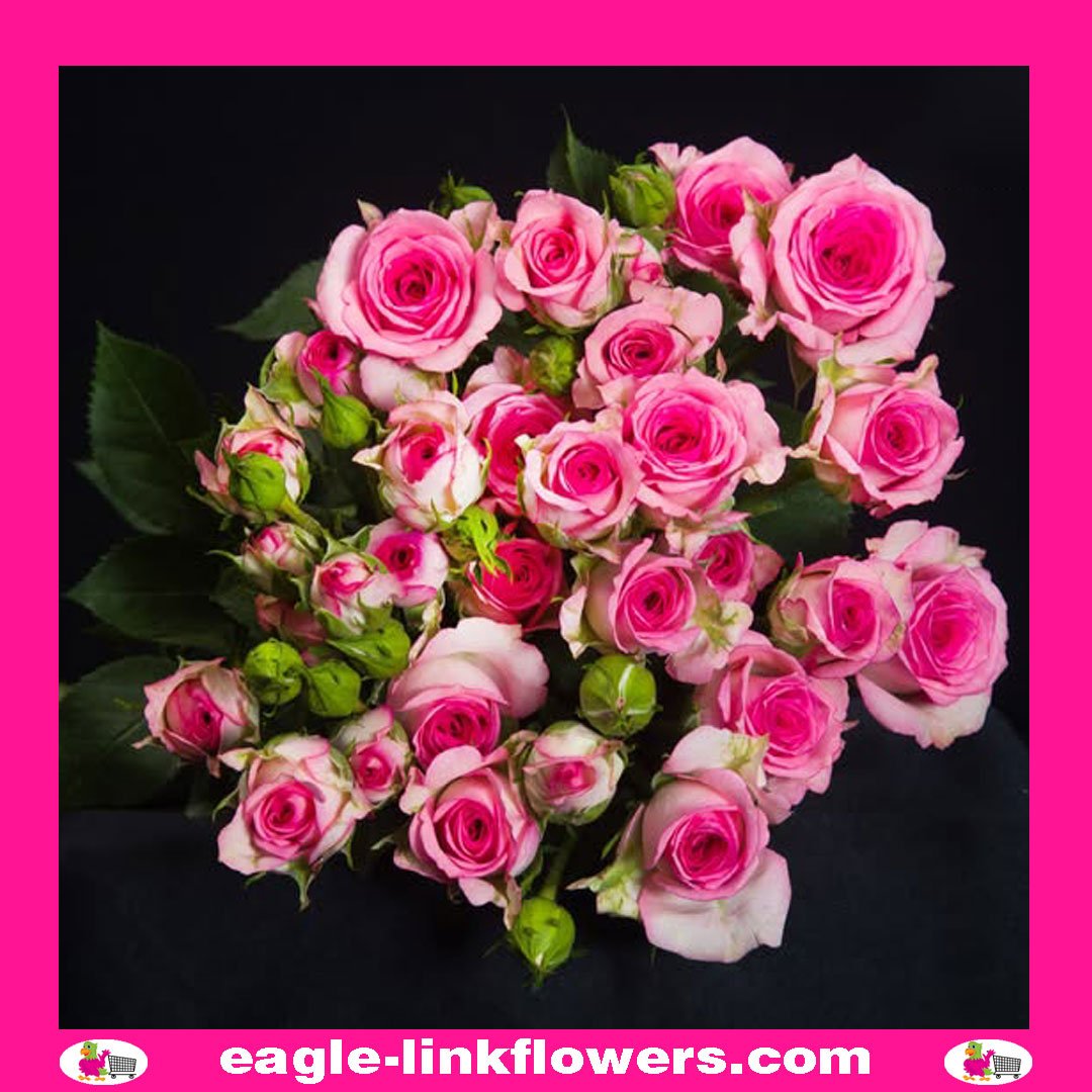 ♡Rose rose♡ Lola Dark Pink Roses 50 / 100 / 200 stems rose Q 50 stems