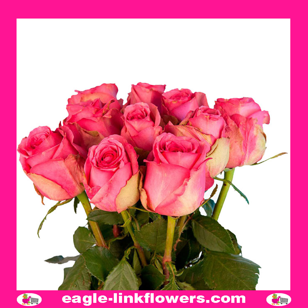 Altavista – Premium Roses