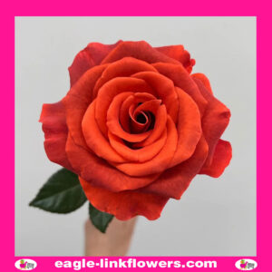Amaretto - Garden Roses