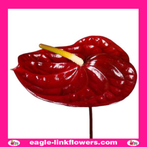 Anthurium Brown