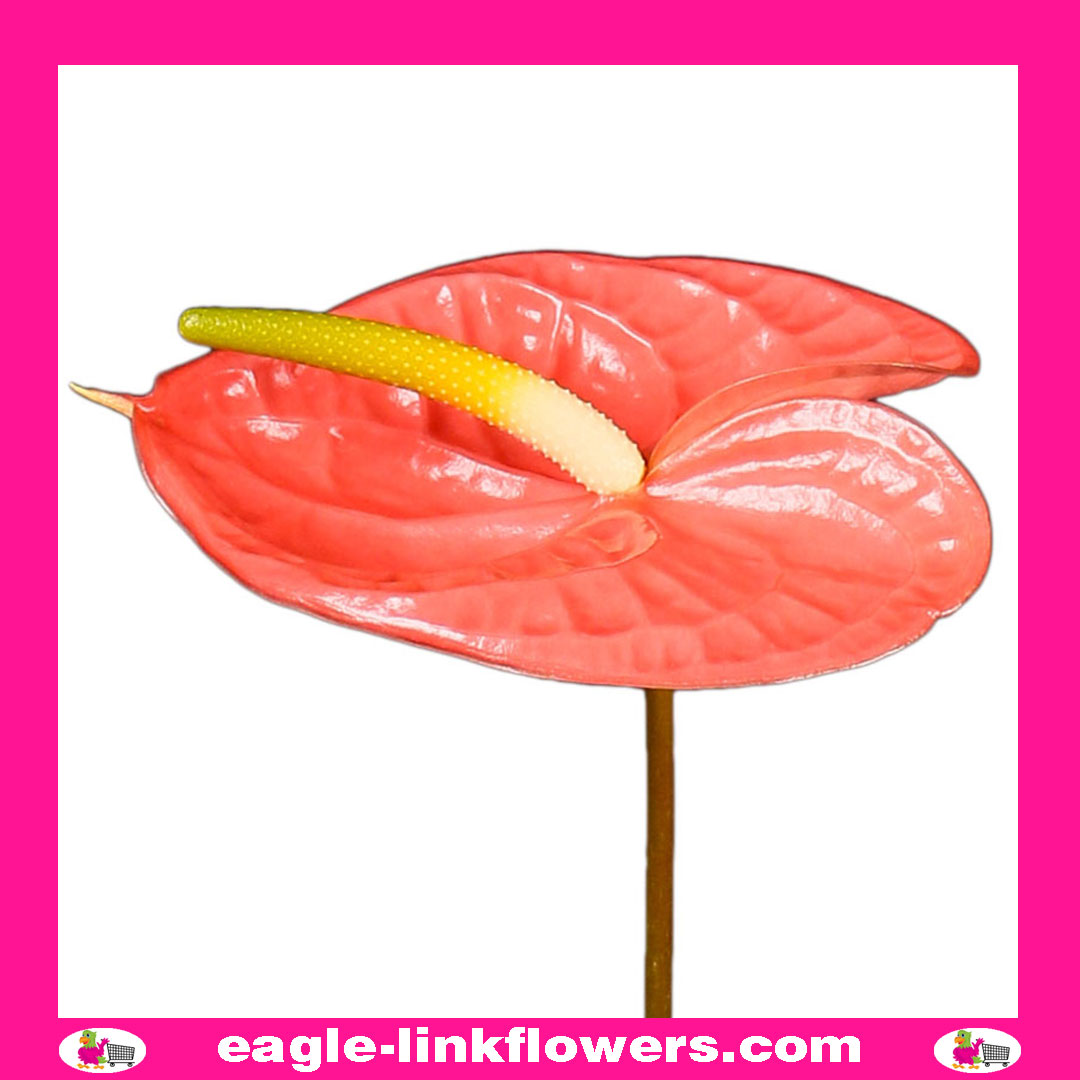 Anthurium Pink