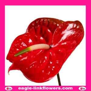 Anthurium Red