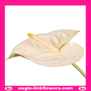 Anthurium White