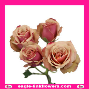 Antigua – Spray Garden Roses
