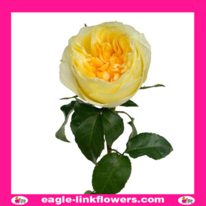 Antonia - Garden Roses