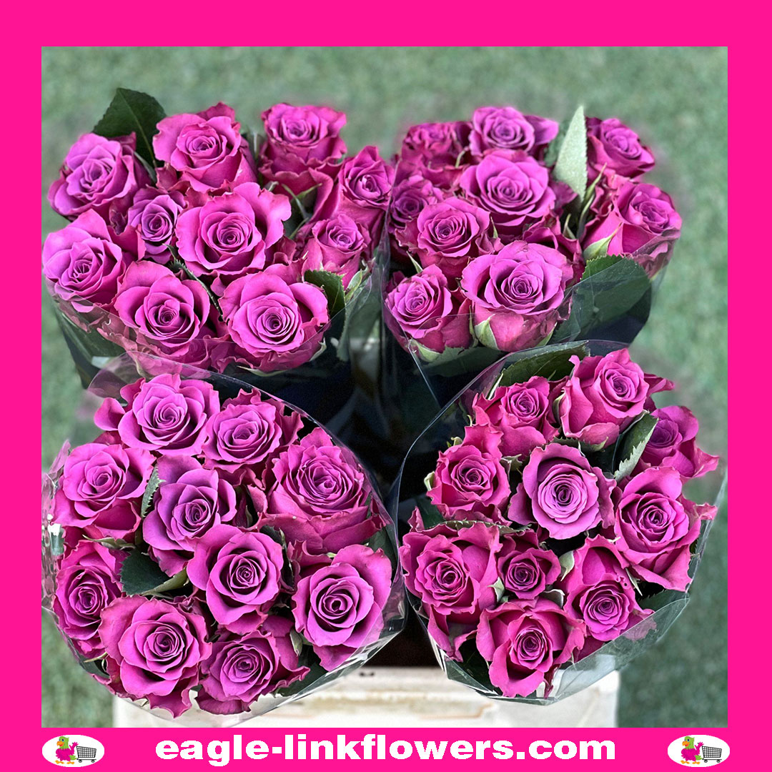 Ascot – Premium Roses