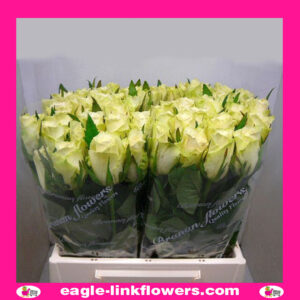 Athena – Intermediate Roses