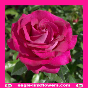 Belle Rives - Garden Roses