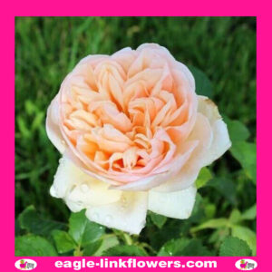 Belle Romantica - Garden Roses
