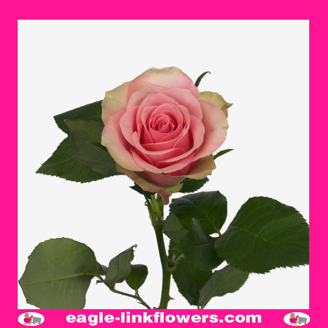 Belle Rose – Premium Roses
