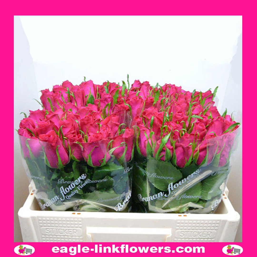 Bingo Cerise – Intermediate Roses