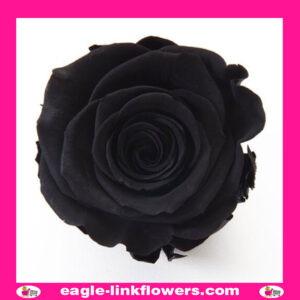 Dyed Roses Black