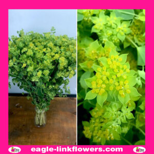 Bupleurum