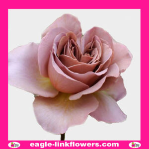 Café latte - Garden Roses