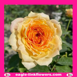 Caramel Antike - Garden Roses
