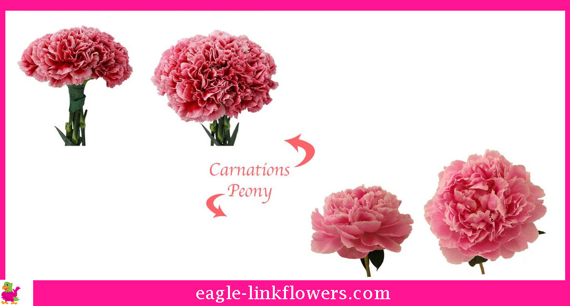 Carnations-vs-Peonies