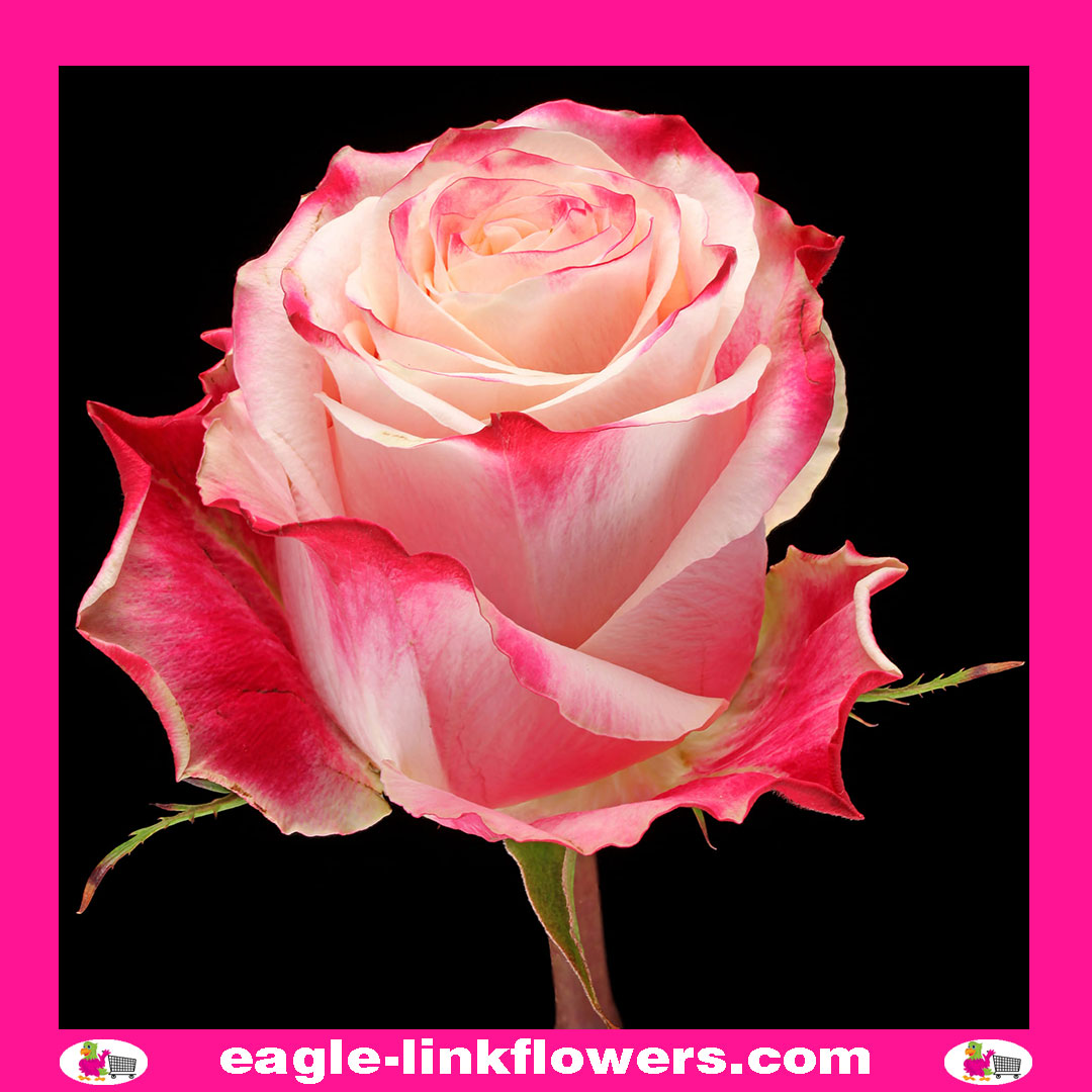 Chapeau – Premium Roses