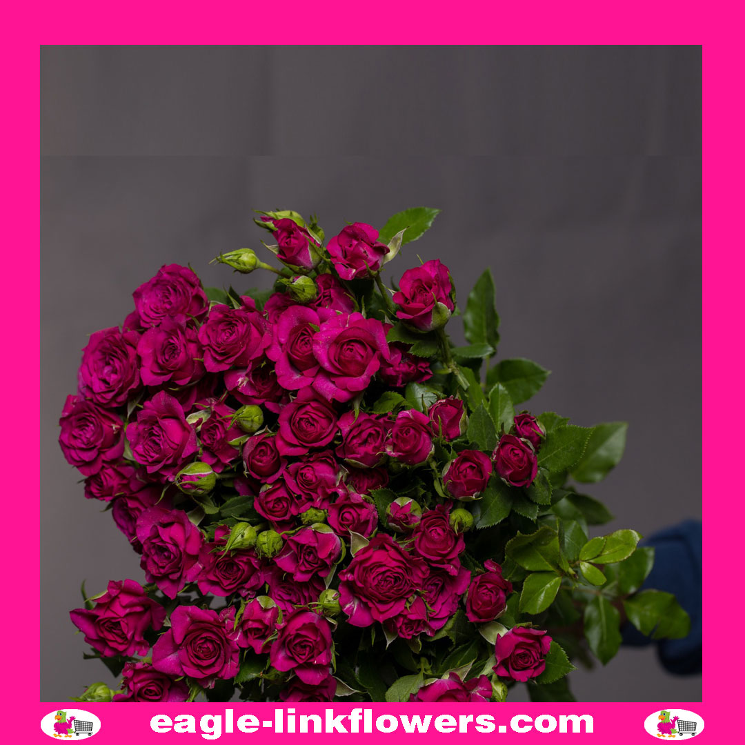 Cheyenne – Regular Spray Roses