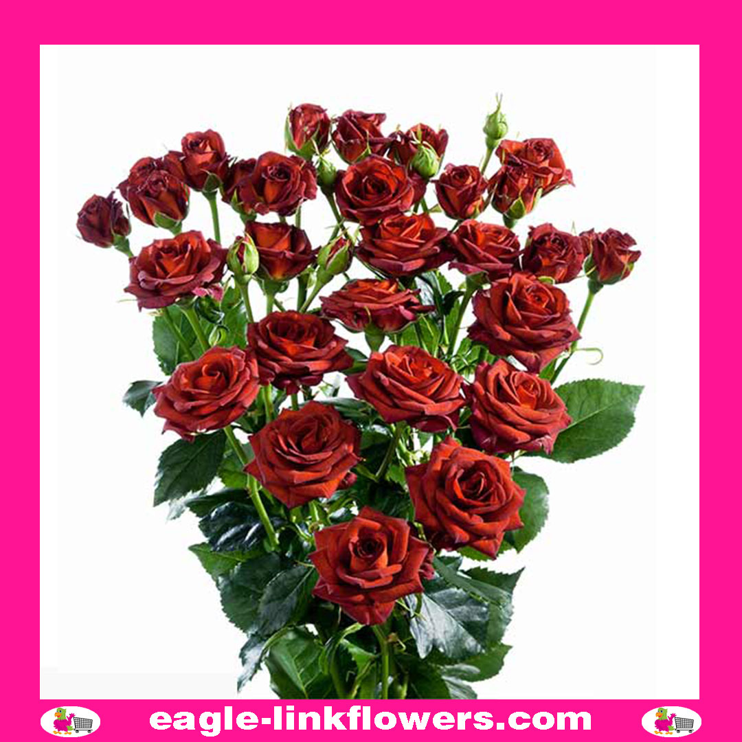 Chococcino – Premium Spray Roses