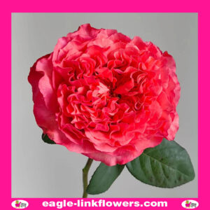 Coral Reeva - Garden Roses