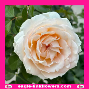 Cream Yves Piaget - Garden Roses