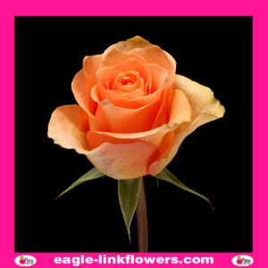 Cuena Rose – Premium Roses