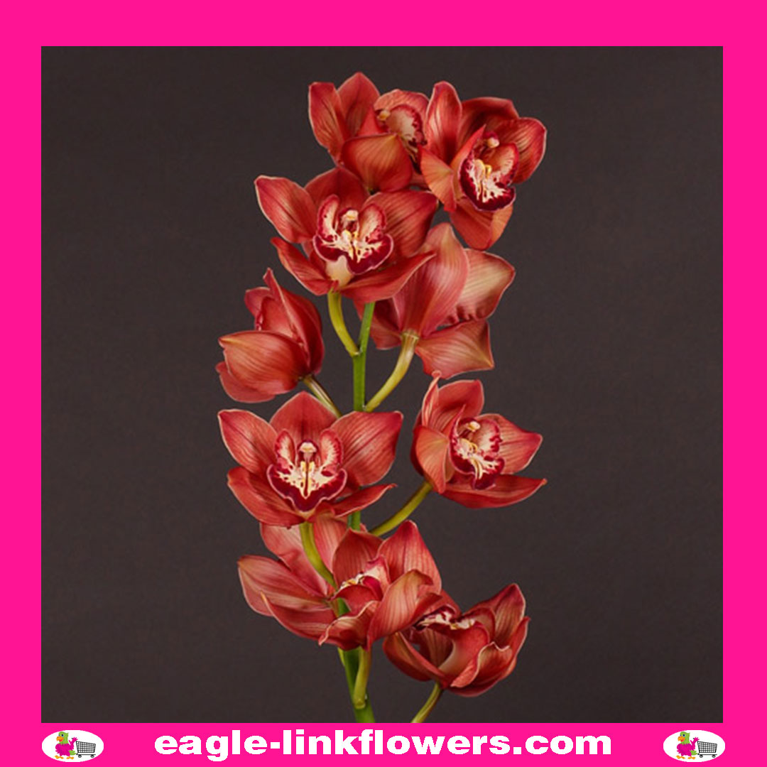 Brown Cymbidium Orchids