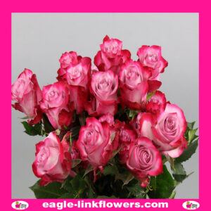 Deep Purple – Premium Roses