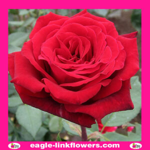 Deep Secret - Garden Roses