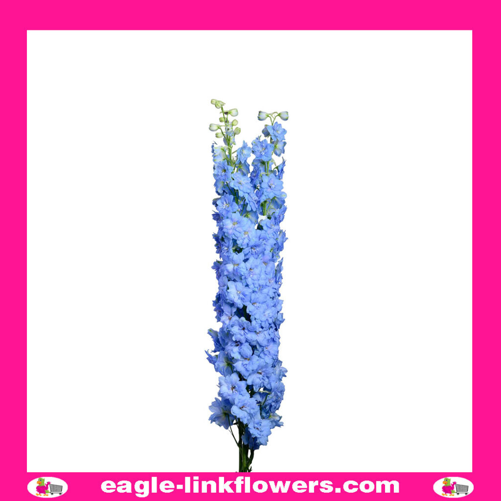 Delphinium Dewi Boy