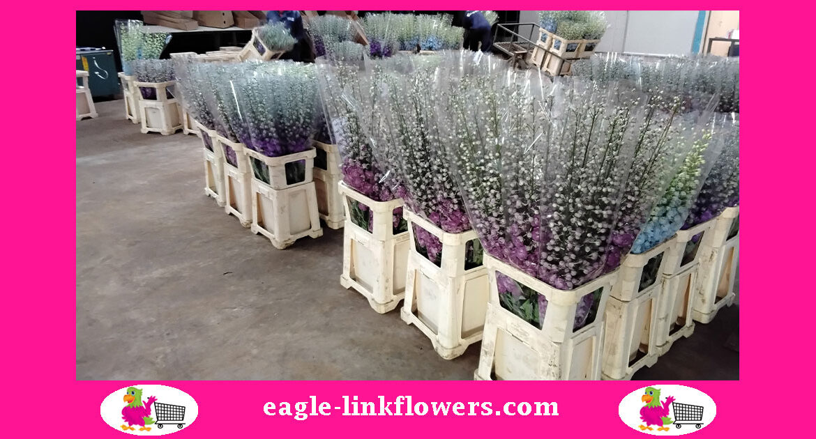 Delphiniums---Dewi-boy-melody,-Siberia,-spijker,-purple-smile